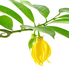 Ylang Ylang Pure Floral Absolutes